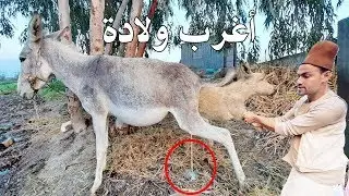 شاهد اغرب ولادةفي العالم علي يد الحاج بسيوني والمولود المعجزه