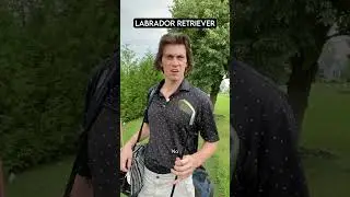 Как собака разводит гольф