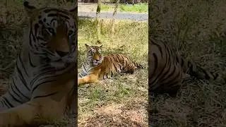 The Rarest Color in the Tiger Kingdom! ❄️ Orange vs White #shorts