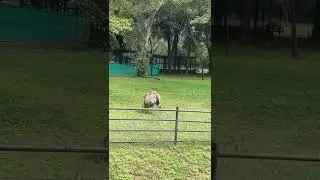 #ostrich #ostrichfarming #bird #ostriches #ostrichfarm #ostrichbird #ratite #flightlessbird