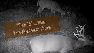 Virginia Trail Cameras - The Lil-Lone Persimmon Tree in the Blue Ridge Mountains