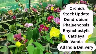 Orchid Stock Update I Jewel Orchid Wayanad #dendrobium #phalaenopsis #vanda #orchid #cattleya