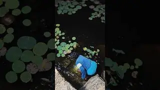 🔥 Epic Night Fishing 🎣 | Snakehead Fish Catch with Friends 🐟🌙 #fishing #nightadventure #shorts