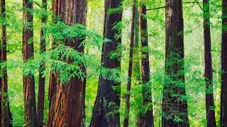 Bay Area Hiking Trails | Mt Madonna County Park on the Lower Miller Trail