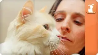 Cats from Hoarders - Cat Connection