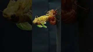 Cicada Emergence Explained