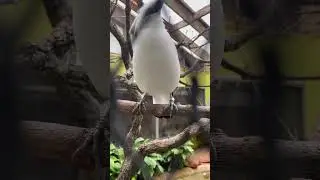 Bali Starling or Mynah. Talking  whit a Bird at Oklahoma zoo.