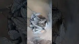 бабочки капустницы