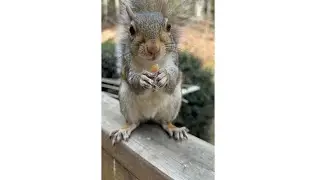 How to Hand Feed a Squirrel! 🐿️ Step by Step!