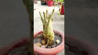 Ideal potting mix for Adenium | Prepare soil mix for Adenium plant Care #shorts #short