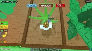 SHOWCASING THE ORANGE DELIGHT SEED IN GROW A GARDEN!!