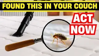How to Eliminate Bed Bugs from Sofas and Chairs Easily ⚡🐜