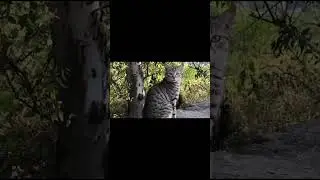 Simly Dam Beautiful views and Greenry||simly Dam shots # #trending #viral#simlydam #shots