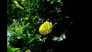 Jean-Marc Staehle - La rose du coeur
