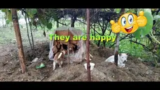 Safe House: Jos&eacute;, The Golden Retriever #shorts #dogvideo #straydogs #puppy #resquedog