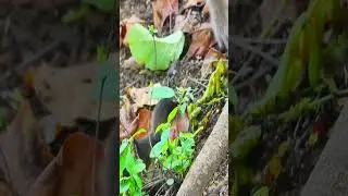 Baby monkey video 2024 #shorts EP 050