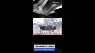 Elf 🐴 #wildlife 🐘 || #Gazelle Grazing The #Field || #Wisdom Akiba