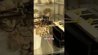 &iquest;Puede un Hongo tocar el Piano?💀