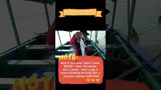 Barramundi fishing fact - like a vaccum cleaner with fin🤣