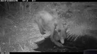 Black Bear Bath Time