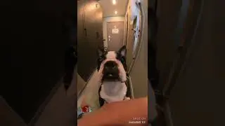 Boston&rsquo;s Terrier curiosity любопытство Бостон-терьера