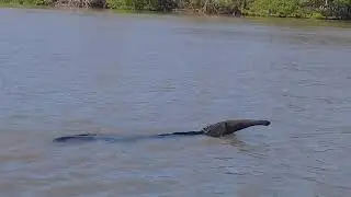 Anteater (Reuze Miereneter) in Suriname