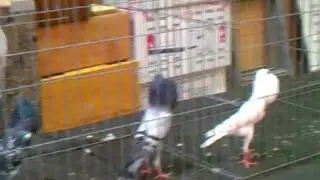 Judge Larry Jolly picking Champion Brunner at the 2011 Pageant of Pigeons.3gp