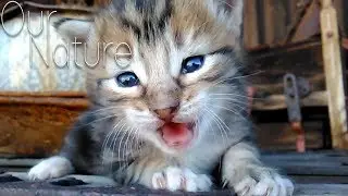 Cats' Meow! Cutest Little Kittens Meowing Compilation 2017