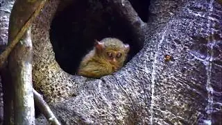 Wildlife of Sulawesi