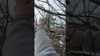 Zierkirschbaumes richtig beschneiden - Der Sch&ouml;ne Garten #diy