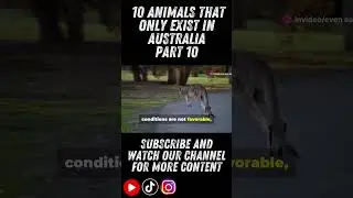 10 animals that only exist in australia part 10  #evensavage #borntobesavage #australia  #kangaroo
