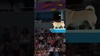 dogieeee jomp 💀💀#competition  #shorts #animals #dog #wow #nice