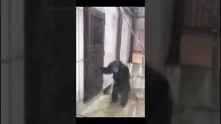 Monkey furiously knocking at door #open #door #fbi #fypシ #lol #comedy #viral #shorts