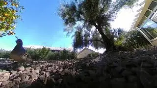 Quail in Arizona recorded with 360 fly 4k (manual movement)