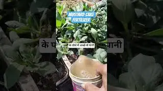 mustard cake fertilizer // सरसों की खाली से बना हुआ खाद #ytshorts #youtubeshorts #garden #shorts