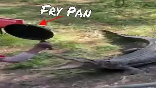 Frying Pan Vs Crocodile 🍳🐊 #edit  #meme #ganstaparadise #crocodile
