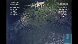 Basket Star and Spot Prawn