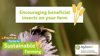 Encouraging beneficial insects on your farm