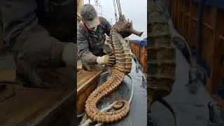 Legend of the Giant Seahorse... FOUND! 📜🌊