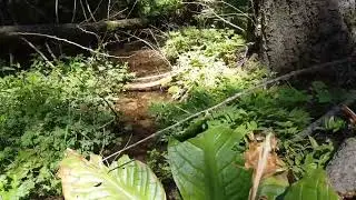 42604 HATCH Rd Year round Stream