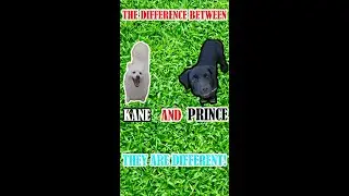 Funny Differences Between My Two Dogs #shorts