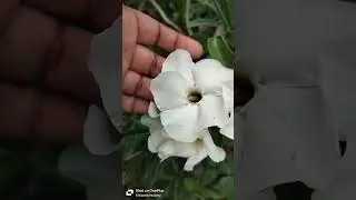 S-blooms nursery online plant sales 8978779102