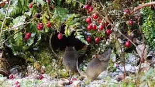 George the Mouse in a old rusty pipe nibbling berry's with all of his might