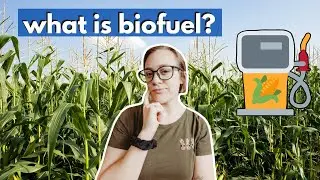 BIOFUEL VS OIL (what is biofuel and will biofuel stop climate change)