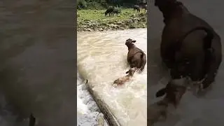 #motivation #shorts #lifestyle #funny #cow #life #nature