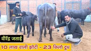 वीरेंद्र जताई की 10 लाख वाली झोटी - 23 किलो दूध ।
