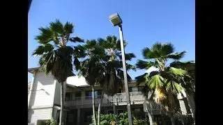 Pritchardia & Washingtonia Palms line street in Lahaina