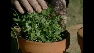 Window Sill Herb Garden