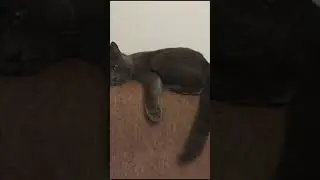 Сердитый котик