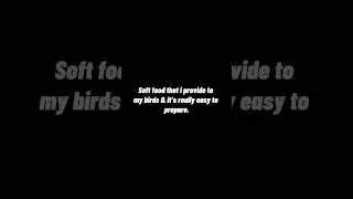 Healthy soft food for birds #birds #birdfeeding #softfood #birdcare #pets #shorts #birdfood #caring